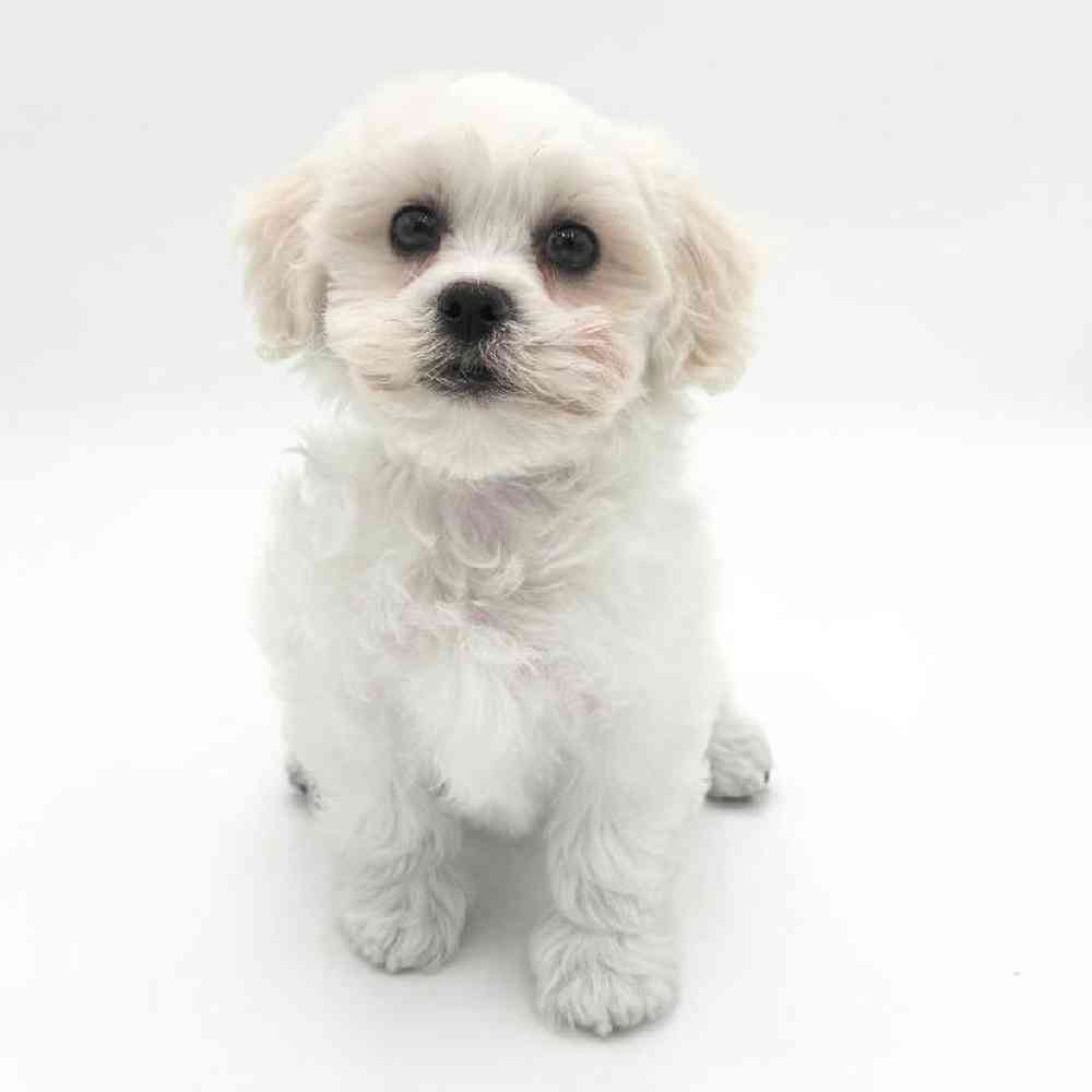Image of a pet breed in the gallery