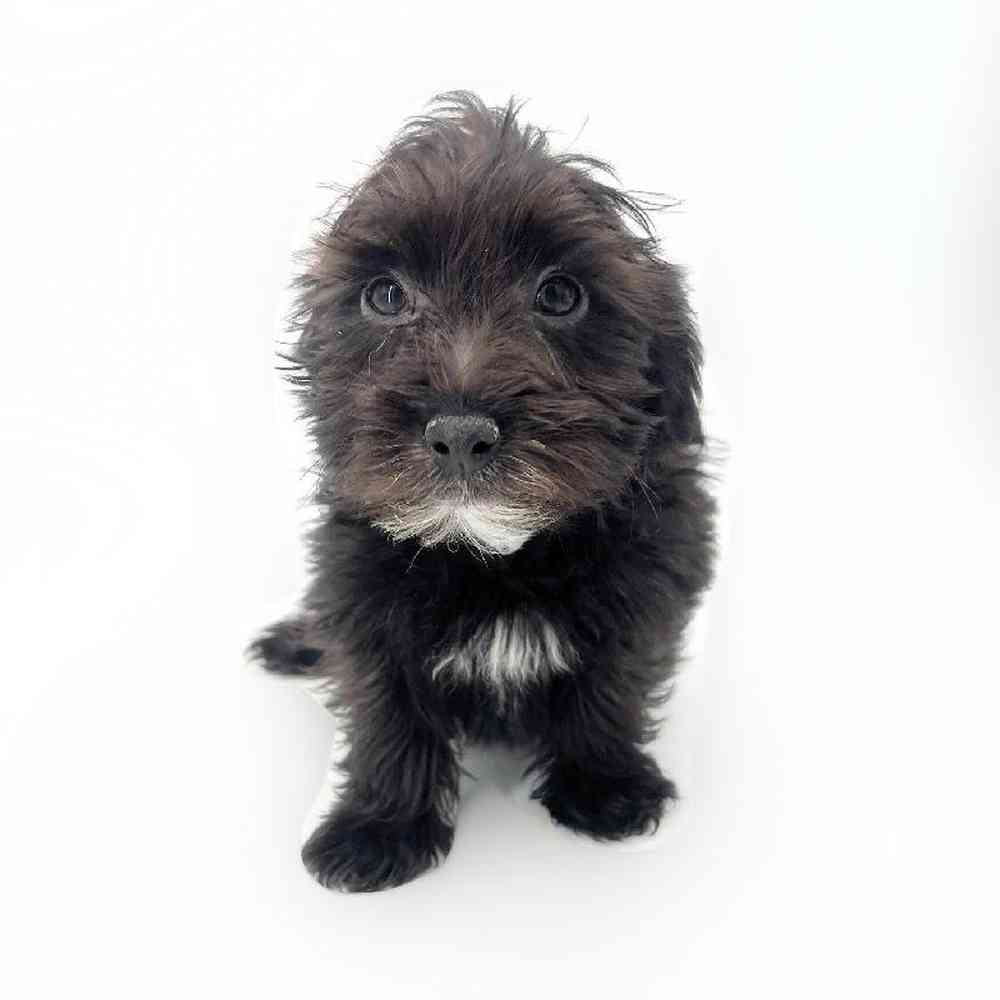 pet breed image