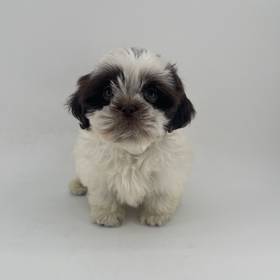 Shih Tzu