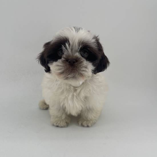 Shih Tzu