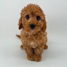 Cavapoo