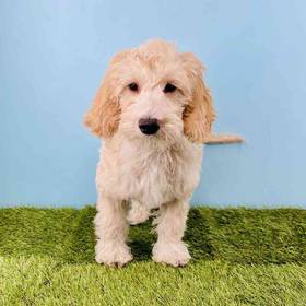 2nd Gen Mini Goldendoodle