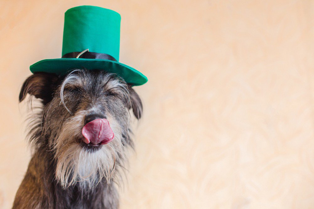 A schnauzer dog wearing a green top hat.