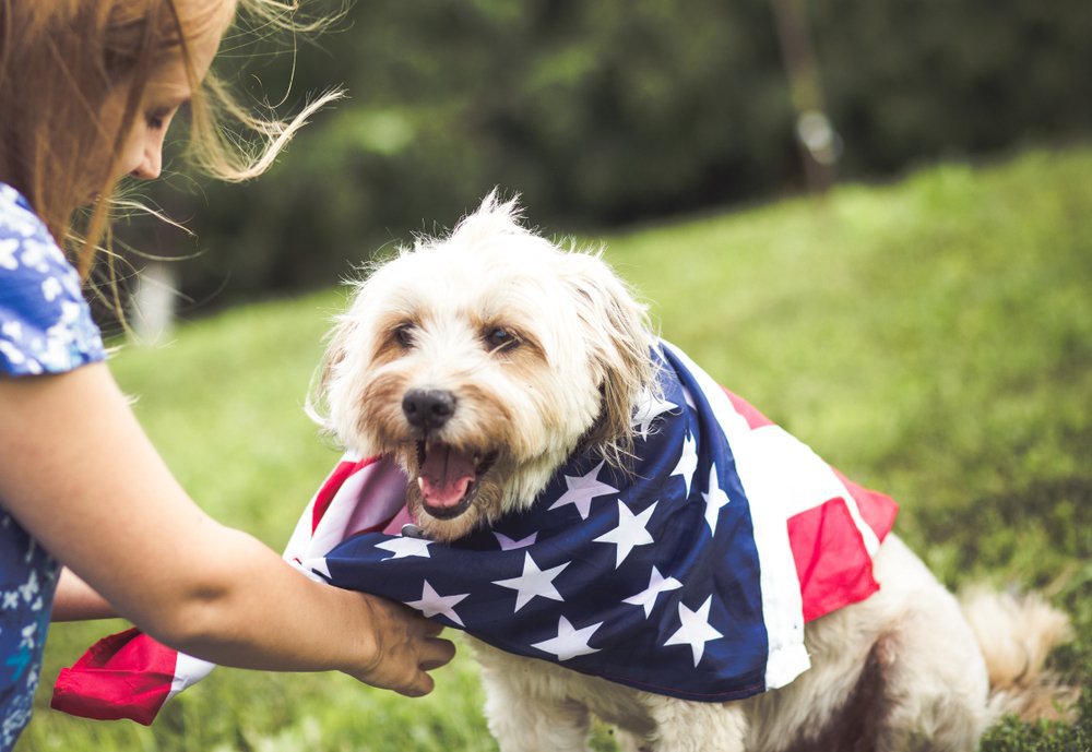 A maltese dog wearing an american flag bandana.