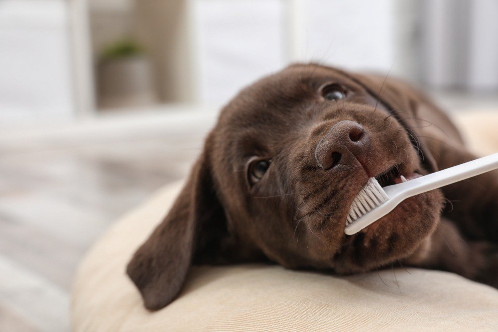 A brown labrador retriever puppy getting its teeth brushed.
