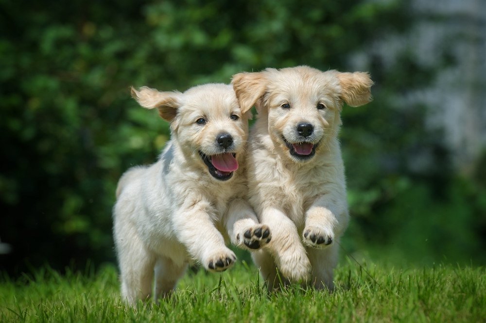 Two labrador retriever puppies playing in a field.