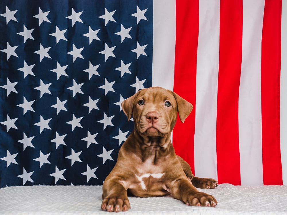 A Pit Bull puppy sitting on front of an American flag.