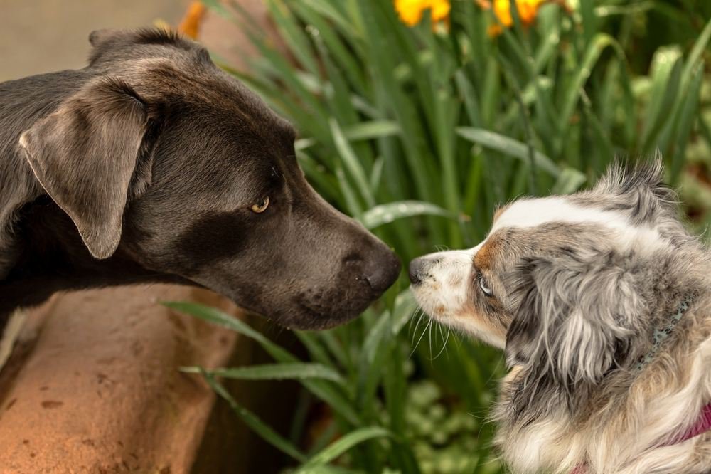 Two dogs sniffing each other.