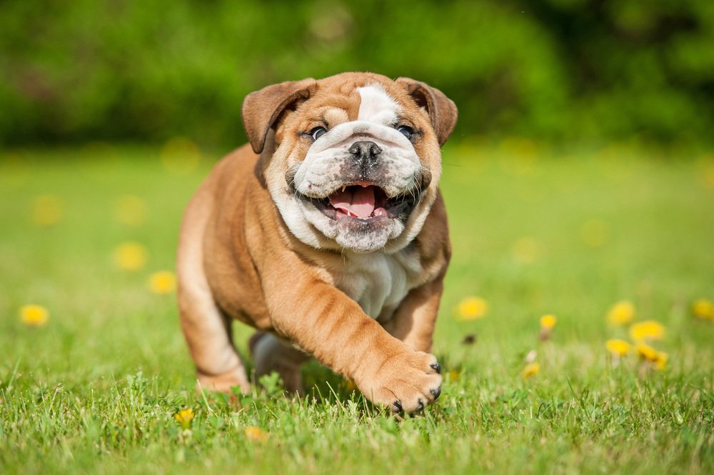 An english bulldog walking in an open field.