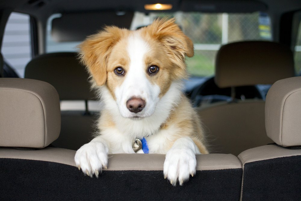 A light brown Border Collie sitting in a car.