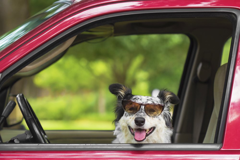 A border collie wearing sunglasses and looking out of a car window.