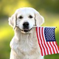 A golden retriever holding an american flag in its mouth.