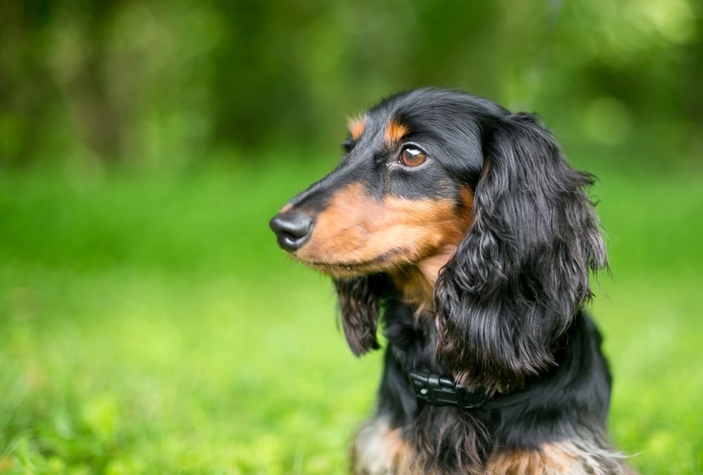 A black and red Dachshund.
