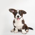 A brown and white pembroke welsh corgi sitting against a white background.